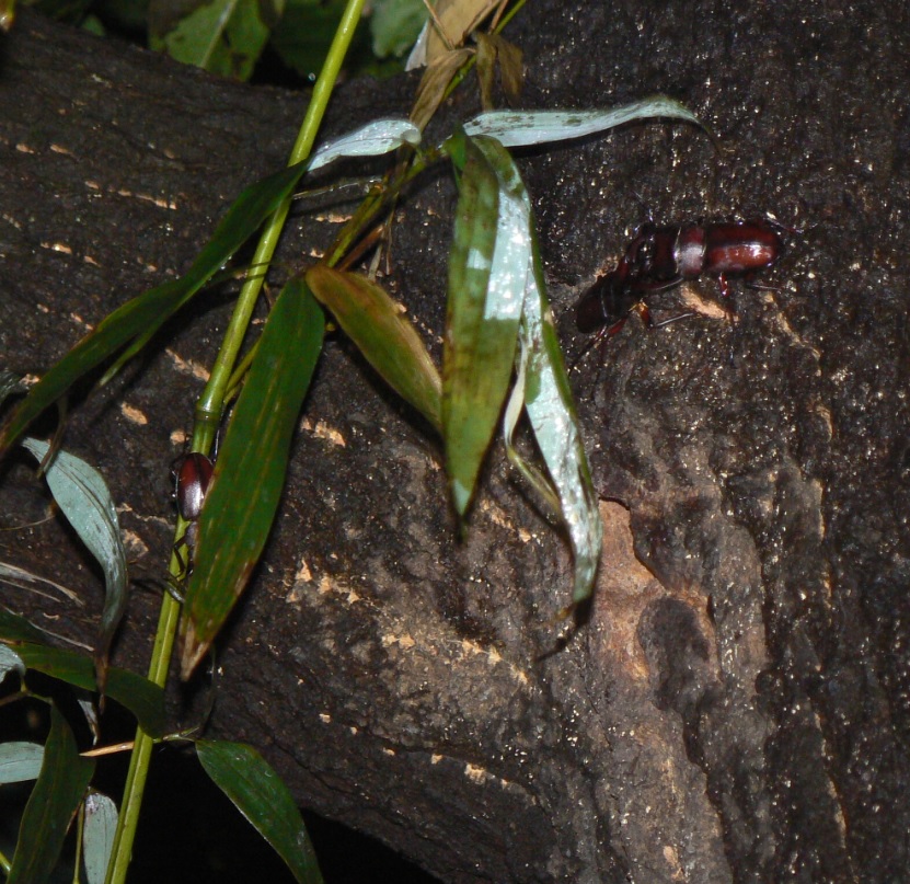 大木クヌギ上 雷雨後_ノコギリクワガタ_200902